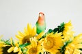 Bouquet of bright yellow sunflower flowers with a lovebird parrot in a retro vase on a white background Royalty Free Stock Photo