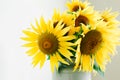 Bouquet of bright yellow sunflower flowers in a retro vase on a white background Royalty Free Stock Photo