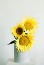 Bouquet of bright yellow sunflower flowers in a retro vase on a white background Royalty Free Stock Photo