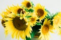 Bouquet of bright yellow sunflower flowers in a retro vase on a table covered with a white tablecloth on a white background Royalty Free Stock Photo