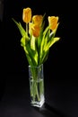 Bouquet of bright yellow tulips on a black background. Royalty Free Stock Photo