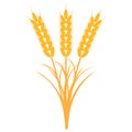 Bouquet bunch of ears of wheat with the stems and leaves of ripe yellow color, vector the concept of the harvest of crops Royalty Free Stock Photo