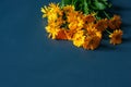 Marigold flowers on turquoise background, summer concept Royalty Free Stock Photo