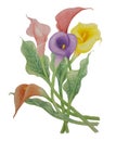 Bouquet of Calla flower blossom illustration watercolor painting Royalty Free Stock Photo