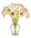Bouquet of calla lilies in glass vase isolated on white Royalty Free Stock Photo