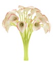 Bouquet of calla lilies isolated on white Royalty Free Stock Photo