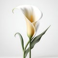 Bouquet of calla lily lilies flower plant with leaves isolated on white background. 3D rendering Royalty Free Stock Photo