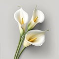 Bouquet of calla lily lilies flower plant with leaves isolated on white background. 3D rendering Royalty Free Stock Photo