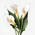 Bouquet of calla lily lilies flower plant with leaves isolated on white background. 3D rendering Royalty Free Stock Photo