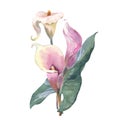 Bouquet of Callas. tropical flowers and leaves watercolor painting. Botanical illustration, isolated white background Royalty Free Stock Photo