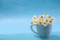 Bouquet of camomiles in tea cup behind glass with water drops on blue background Royalty Free Stock Photo