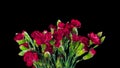 Bouquet of Carnations bloom and fade, time-lapse with alpha channel