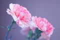 Bouquet of carnations close-up. Pink flowers on a gray background. Soft focus. Beautiful greeting card for your congratulations Royalty Free Stock Photo