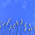 Bouquet of catkins branches on the background of blue candy Royalty Free Stock Photo