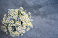 Bouquet of chamomile on a concrete gray grunge background. Floral vintage background with wildflowers Royalty Free Stock Photo