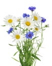 Bouquet of chamomile and cornflowers without shadow