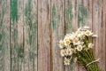 Bouquet chamomile daisies in door handle fence old wooden boards