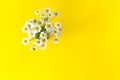 Bouquet Chamomile flowers on a yellow background. Copy space. Royalty Free Stock Photo