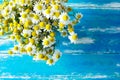 Bouquet of chamomile freshly picked camomile flowers on aged plank wood blue tabletop. Beauty skin care healthy infusions tea