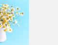 Bouquet of Chamomile in a white vase on a blue background. Postcard. Copy space. Royalty Free Stock Photo