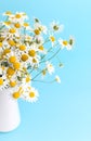 Bouquet of Chamomile in a white vase on a blue background. Postcard. Royalty Free Stock Photo