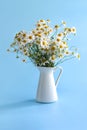 Bouquet of Chamomile in a white vase on a blue background. Postcard. Royalty Free Stock Photo