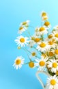 Bouquet of Chamomile in a white vase on a blue background. Postcard. Royalty Free Stock Photo