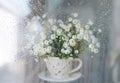 Bouquet of chamomiles behind the window with water drops. Royalty Free Stock Photo