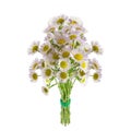 Bouquet of Chamomiles. The selected path. Isolated on a white background. Ox-Eye Daisy Royalty Free Stock Photo
