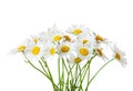 Bouquet of Chamomiles Ox-Eye Daisy isolated on a white background Royalty Free Stock Photo