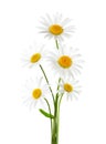 Bouquet of Chamomiles Ox-Eye Daisy isolated on a white background Royalty Free Stock Photo