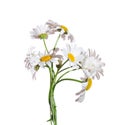 Bouquet of Chamomiles  Ox-Eye Daisy  isolated on a white background Royalty Free Stock Photo