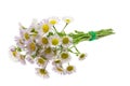 Bouquet of Chamomiles. The selected path. Isolated on a white background. Ox-Eye Daisy Royalty Free Stock Photo