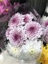 A bouquet of Chrysanthemum flower. Royalty Free Stock Photo
