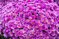 A bouquet of chrysanthemum flowers background pink color in the form of a ball. Floriculture, agriculture Royalty Free Stock Photo