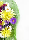 bouquet with chrysanthemums and asters on a white background close-up Royalty Free Stock Photo