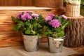 Bouquet chrysanthemums growing in pot in terrace. Potted chrysanthemum on back autumn yard garden. Pink house flowers in pots on b