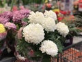 Bouquet of Chrysanthemums or Chrysanths flower. Royalty Free Stock Photo