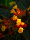 Bouquet of Chrysothemis Pulchella Decne Flower Blooming Royalty Free Stock Photo