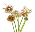 Bouquet of clover flowers Royalty Free Stock Photo