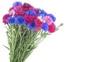 Bouquet of colored cornflowers isolated on white background. Space for text Royalty Free Stock Photo