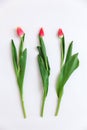 Bouquet of colored tulips on a white background. Spring flowers. Colored tulips, Lovely tulip flowers composition. Royalty Free Stock Photo