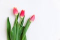 Bouquet of colored tulips on a white background. Spring flowers. Colored tulips, Lovely tulip flowers composition. Royalty Free Stock Photo