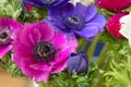 Bouquet colorful Anemone Royalty Free Stock Photo