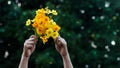 Bouquet of colorful cosmos flower in hand on green nature background