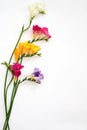 Bouquet of colorful freesia flowers on white for spring and summer holidays and post card Royalty Free Stock Photo