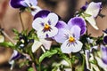 A bouquet of colorful pansy flowers Royalty Free Stock Photo