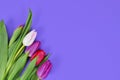 Bouquet of colorful tulip spring flowers in corner of purple background with blank copy space Royalty Free Stock Photo