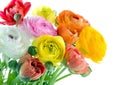 Colorful ranunculus flowers Royalty Free Stock Photo
