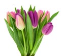 Bouquet of colorful spring Tulip flowers with green leaves on stem isolated on a white background Royalty Free Stock Photo